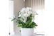 Phalaenopsis elegant cascade Kolibri Orchids Mono Niagarafall Honey di 