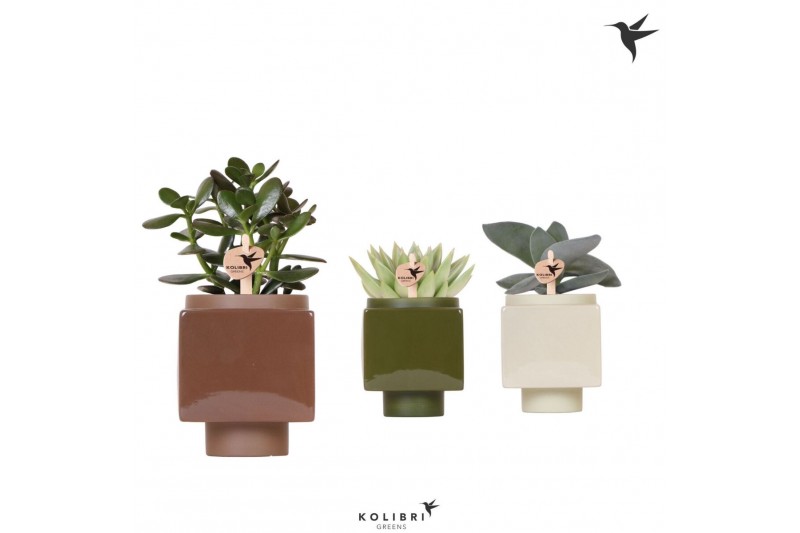 Succulenten mix Kolibri Greens Succulent mix in Cube pot mix1 pp  cm d 