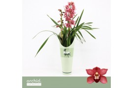 Cymbidium Cymbidium, Jolly Red 2-spike P14 Orchid Collection Potcover 
