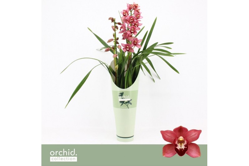 Cymbidium Cymbidium, Jolly Red 2-spike P14 Orchid Collection Potcover  