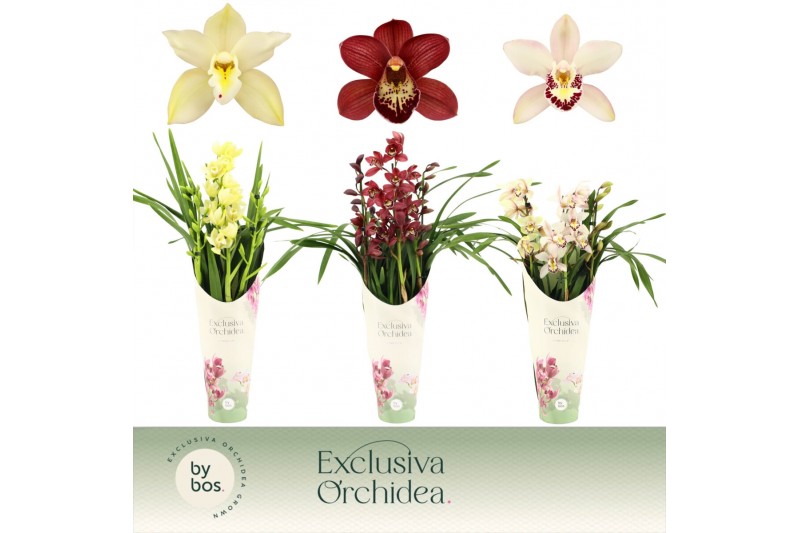 Cymbidium mix Cymbidium, Mix 3-spike P14 Exclusiva Orchidea Potcover 3 