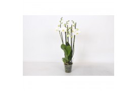 Phalaenopsis anthura madrid Phalaenopsis White, 5-spike 30+bl.  tak/pl