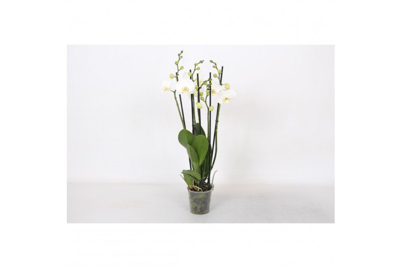 Phalaenopsis anthura madrid Phalaenopsis White, 5-spike 30+bl.  tak/pl 