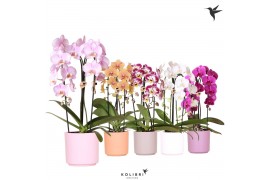 Phalaenopsis elegant cascade Kolibri Orchids Cascade niagara fall 2spi