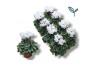 Cyclamen pers. super serie donatello Cyclamen-DONATELLO-WIT 17 cm diam