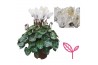 Cyclamen pers. super serie compact Cyclamen SPARKLE WHITE 20 cm diamet