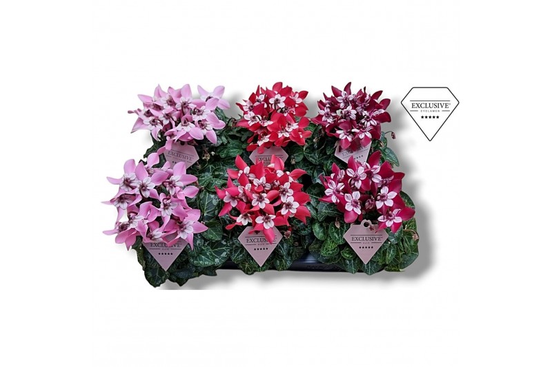 Cyclamen pers. super serie djix Cyclamen Exclusive® - Djix Mix Rood/Wi 