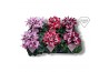 Cyclamen pers. super serie djix Cyclamen Exclusive® - Djix Mix Rood/Wi