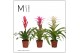 Bromelia mix Bromelia Charming - 12cm | Mimesis 