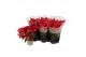 Euphorbia pul. christmas universe Poinsettia Christmas Universe Rood 1 