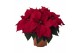 Euphorbia pul. christmas universe Poinsettia Christmas Universe Rood 1 