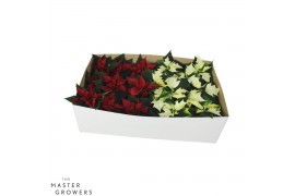 Euphorbia pul. mix Poinsettia Mix 6cm wit en rood zonder hoes1 bl.