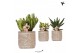 Succulenten mix Kolibri Greens Succulenten mix in Jaguar pot1 pp 