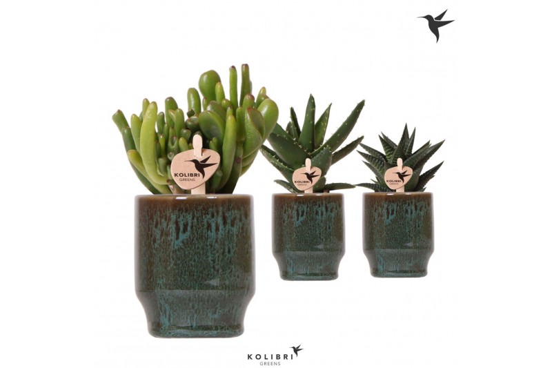Succulenten mix Kolibri Greens Succulenten in Classy green1 pp 