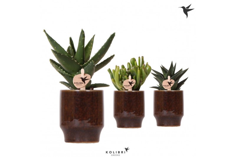 Succulenten mix Kolibri Greens Succulenten mix in Classy pot brown1 pp 