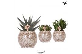Succulenten mix Kolibri Greens Succulent mix in Safari pot1 pp