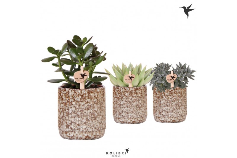 Succulenten mix Kolibri Greens Succulent mix in Jaguar pot1 pp 