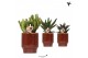 Succulenten mix Kolibri Greens Succulenten mix in Classy pot red1 pp 