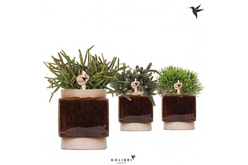 Rhipsalis mix Kolibri Greens Rhipsalis mix in Classy Cube pot1 pp 