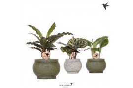 Calathea mix Kolibri Greens Calathea mix in Ancient pot green1 pp