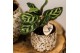 Calathea mix Kolibri Greens Calathea mix in Jaguar pot1 pp 