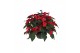 Euphorbia pul. christmas universe Poinsettia Universe Red 27cm12 bl. 