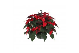 Euphorbia pul. christmas universe Poinsettia Universe Red 27cm12 bl.
