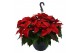 Euphorbia pul. christmas universe Poinsettia Universe Red 27cm12 bl. 