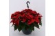 Euphorbia pul. christmas universe Poinsettia Universe Red 27cm12 bl. 