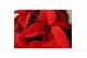Euphorbia pul. christmas universe Poinsettia Universe Red 27cm12 bl. 