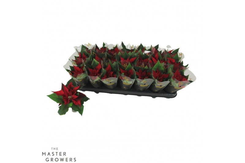 Euphorbia red joy Poinsettia Red Joy 6cm met Hoes1 bl. 