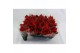 Euphorbia red joy Poinsettia Red Joy 6cm met Hoes1 bl. 