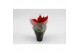 Euphorbia red joy Poinsettia Red Joy 6cm met Hoes1 bl. 