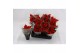Euphorbia red joy Poinsettia Red Joy 6cm met Hoes1 bl. 