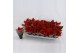 Euphorbia red joy Poinsettia Red Joy 6cm met Hoes1 bl. 