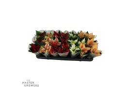 Euphorbia pul. mix Poinsettia Mix 6cm met Hoes1 bl.