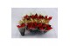 Euphorbia pul. mix Poinsettia Mix 6cm met Hoes1 bl. 