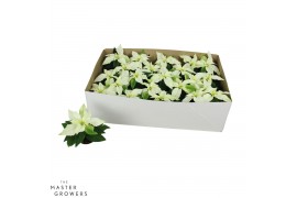 Euphorbia pul. princettia pure white Princettia Pure White 6cm zonder 