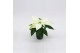 Euphorbia pul. princettia pure white Princettia Pure White 6cm zonder  