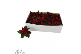 Euphorbia red joy Poinsettia Red Joy 6cm Zonder Hoes1 bl.