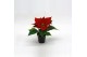 Euphorbia red joy Poinsettia Red Joy 6cm Zonder Hoes1 bl. 