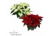 Euphorbia pul. mix Poinsettia Mix 13cm Rood/Wit 5 Bloem5 bl. 
