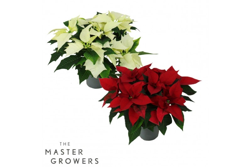 Euphorbia pul. mix Poinsettia Mix 13cm Rood/Wit 5 Bloem5 bl. 