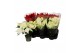 Euphorbia pul. mix Poinsettia Mix 13cm Rood/Wit 5 Bloem5 bl. 