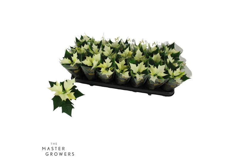 Euphorbia pul. alaska Poinsettia Alaska Wit 6cm met Hoes1 bl. 