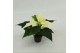 Euphorbia pul. alaska Poinsettia Alaska wit 6cm Zonder hoes1 bl. 