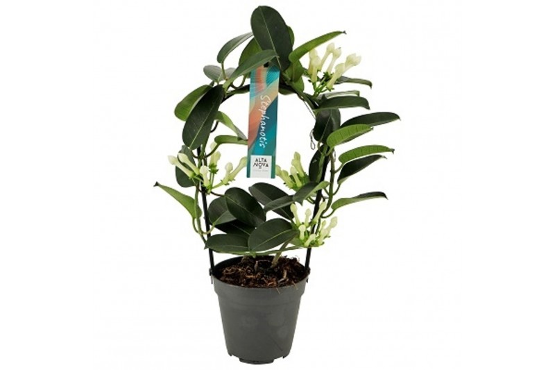 Stephanotis floribunda Stephanotis boog 3-4 tros p1234 per plant 