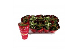 Kalanchoe mix 2 k favorita red & white mix in christmas sleeve