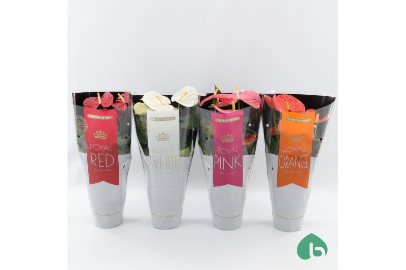 Anthurium andr. mix royal 