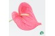 Anthurium andr. pink royal 